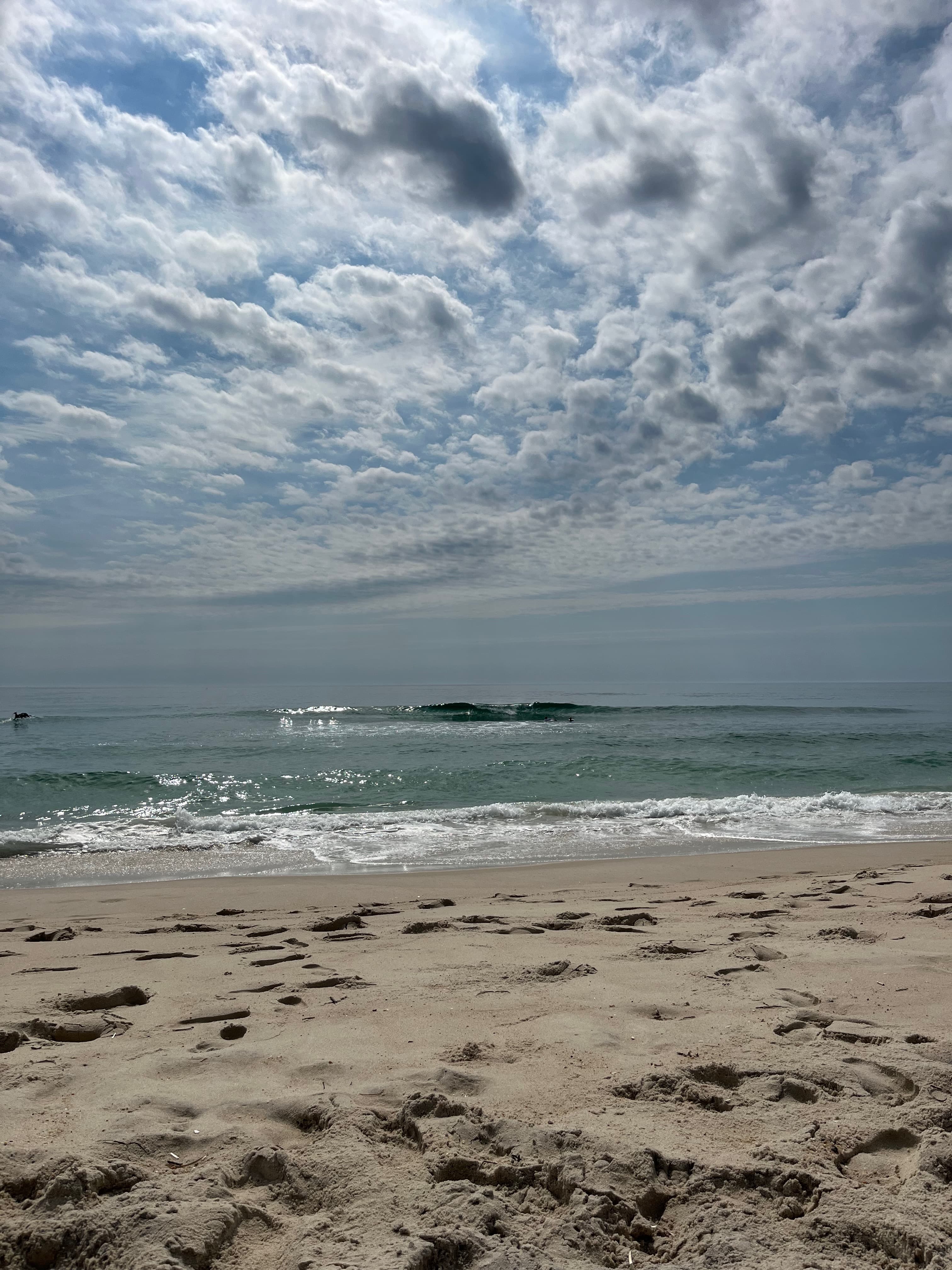 Coastal dunes and maritime forest representative of Virginia Beach area park trails