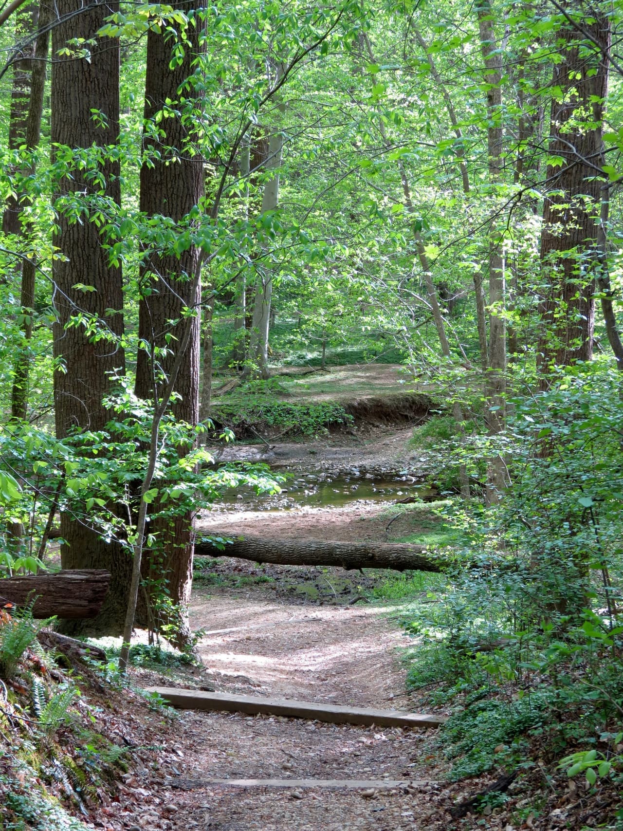 Western Ridge Trail in Rock Creek Park, Washington DC